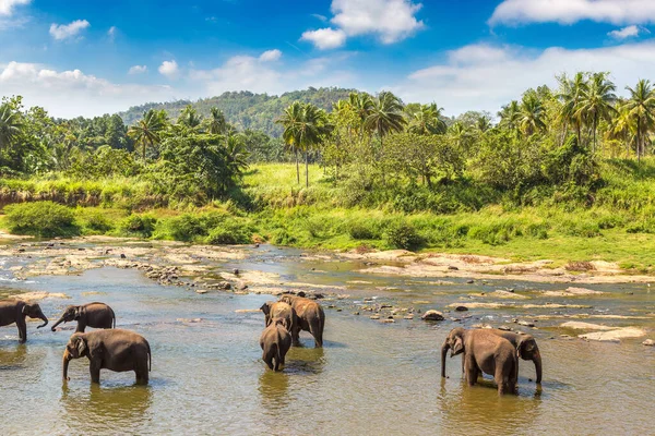 Rebanho Elefantes Orfanato Elefantes Sri Lanka — Fotografia de Stock