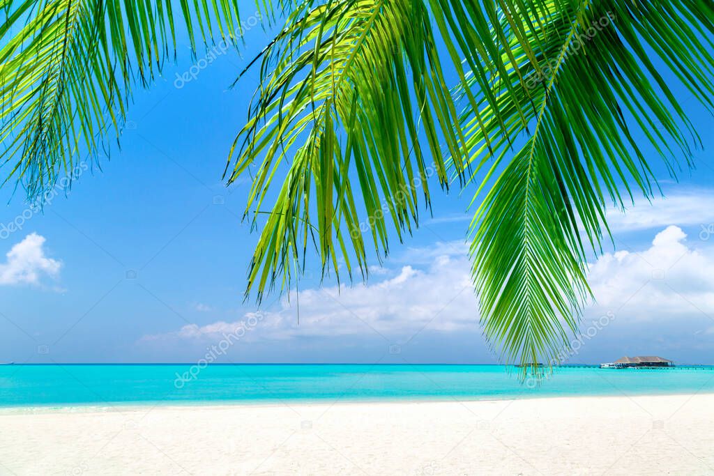 Tropical beach with coconut palm tree leaves in a sunny day
