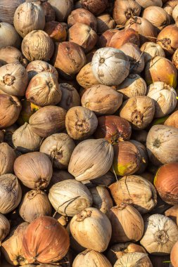 Tropikal bahçedeki hindistan cevizi yığınlarının arka planı