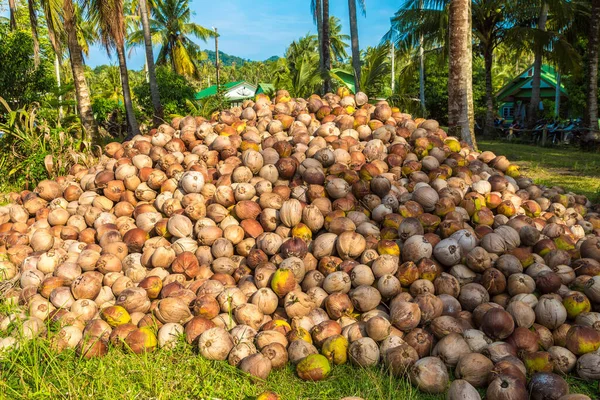 Heaps Coconuts Tropical Garden — Stock Photo, Image