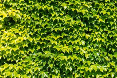 Güzel bir yaz gününde yeşil sarmaşık duvar arkaplanı