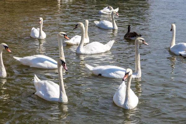 Stratford-upon-Avon 'daki nehirde kuğular güzel bir yaz günü, İngiltere, Birleşik Krallık