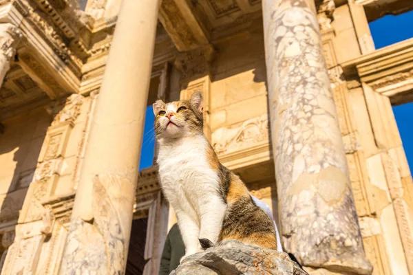 Kočka Ruiny Celsiova Knihovna Starověkého Města Efesu Turecko Krásné Letní — Stock fotografie