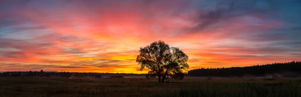 Belo Nascer Sol Sobre Campo Verde Árvore Única Uma Manhã — Fotografia de Stock