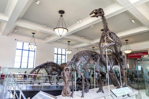 New York City Usa March 2020 Dinosaur American Museum Natural — Stock Photo, Image