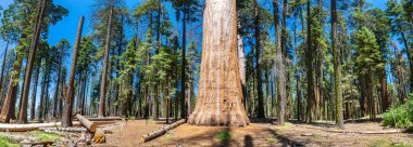 Panorama of  Giant Sequoia in Sequoia National Park in California, USA clipart