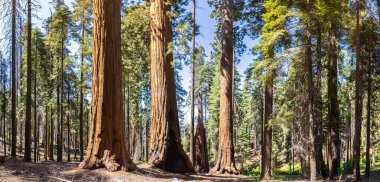 Sequoia Ulusal Parkı 'ndaki Giant Sequoia Panoraması, ABD
