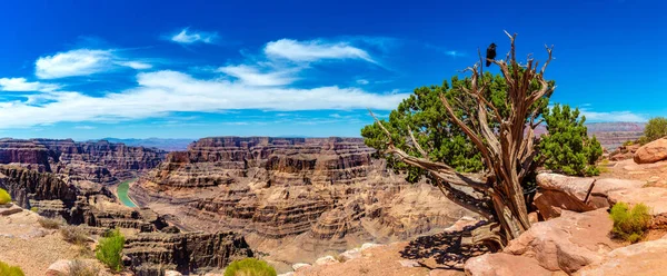 Panorama Czarnego Kruka Starego Drzewa Grand Canyon West Rim Słoneczny — Zdjęcie stockowe