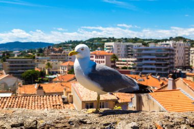 Seagull on a wall in Cannes in a beautiful summer day, France clipart