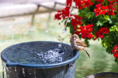 Serçe içme suyunda bir güzel yaz günü, İsviçre Bern