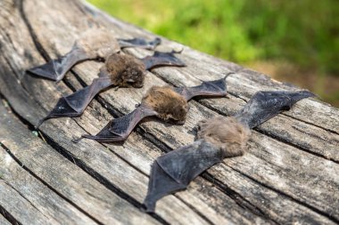 Güzel bir yaz gününde bir grup yarasa.