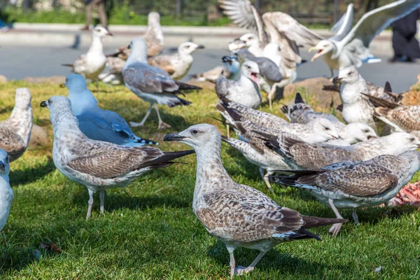 Many Seagulls Grass Beautiful Summer Day — Stock Photo, Image