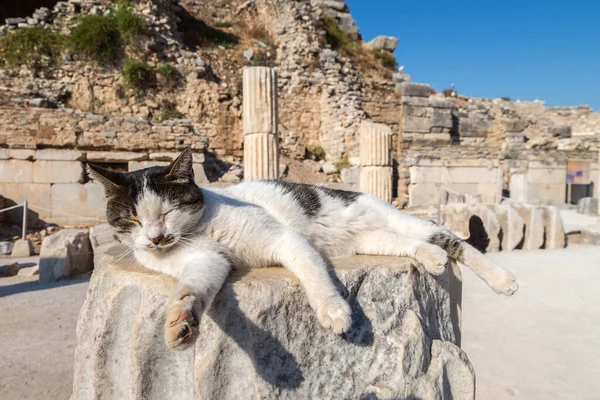 Gato Ruinas Antigua Ciudad Éfeso Antigua Ciudad Griega Turquía Hermoso —  Fotos de Stock