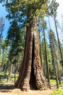 Sequoia Ulusal Parkı 'ndaki Giant Sequoia, ABD