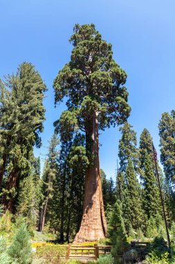 Sequoia Ulusal Parkı 'ndaki Giant Sequoia, ABD