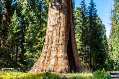 Sequoia Ulusal Parkı 'ndaki Giant Sequoia, ABD