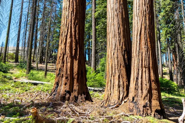 Sequoia Gigante Parque Nacional Sequoia California — Foto de Stock