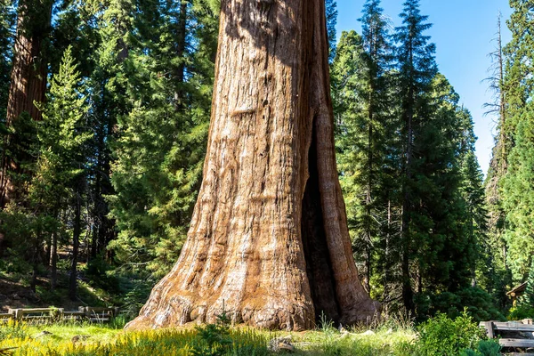 美国加利福尼亚州红杉国家公园中的巨大红杉 — 图库照片