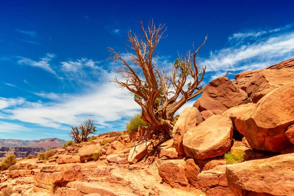 Old Dead Tree Grand Canyon West Rim Sunny Day Usa — Stock Photo, Image