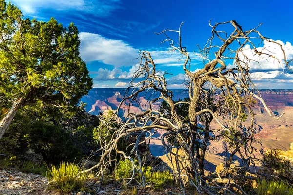Одно Дерево Национальном Парке Гранд Каньон Пойнт Пауэлл Закате Аризона — стоковое фото