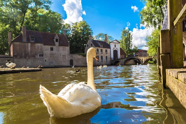 Schwan Einem Kanal Brügge Einem Schönen Sommertag Belgien — Stockfoto