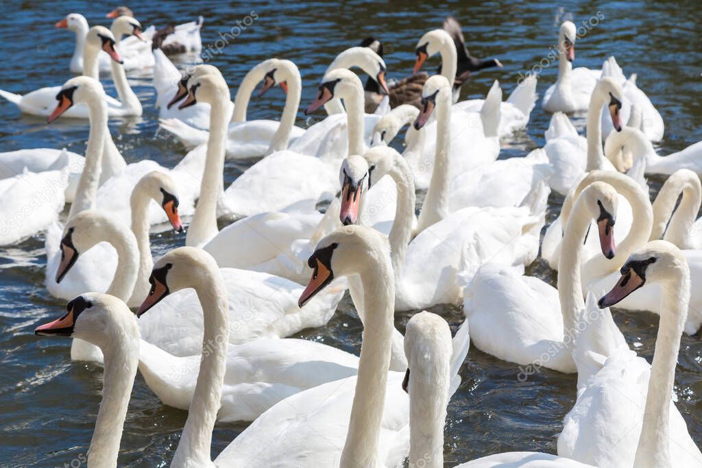 Swans in the river in Stratford-upon-Avon in a beautiful summer day, England, United Kingdom