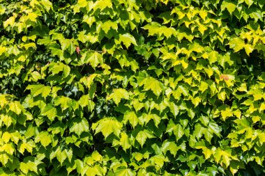 Güzel bir yaz gününde yeşil sarmaşık duvar arkaplanı