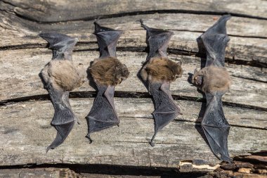 Güzel bir yaz gününde bir grup yarasa.