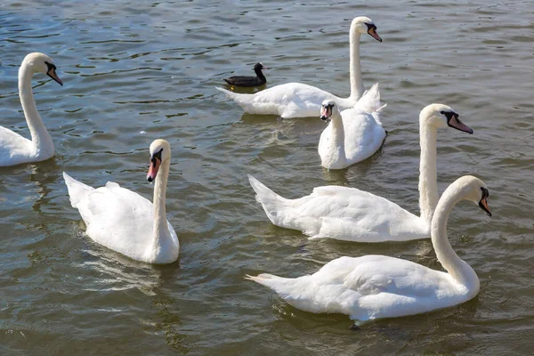 Schwäne Fluss Stratford Avon Einem Schönen Sommertag England Großbritannien — Stockfoto