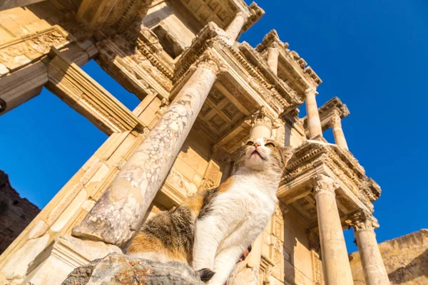 Gatto Sulle Rovine Celsius Biblioteca Nella Città Antica Efeso Turchia — Foto Stock