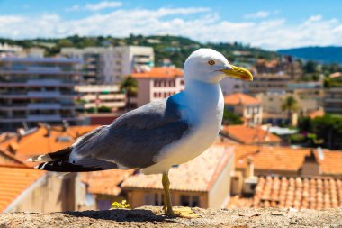 Fransa 'nın güzel bir yaz gününde Cannes' da bir duvarda martı