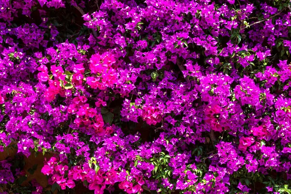Bakgrund Lila Bougainvillea Blommor Vacker Sommardag — Stockfoto