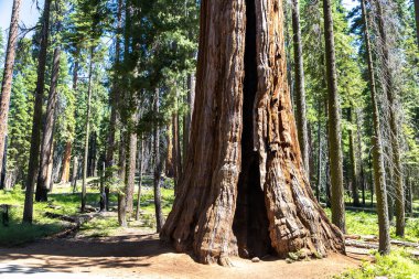 Sequoia Ulusal Parkı 'ndaki Giant Sequoia, ABD
