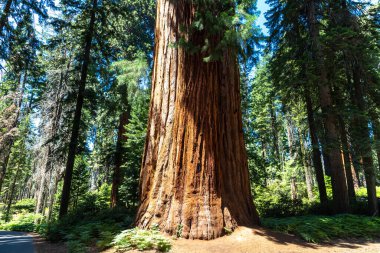 Sequoia Ulusal Parkı 'ndaki Giant Sequoia, ABD