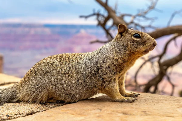 Scoiattolo Grand Canyon National Park Una Giornata Sole Arizona Usa — Foto Stock