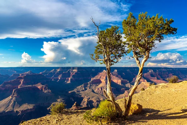 Одно Дерево Национальном Парке Гранд Каньон Пойнт Пауэлл Закате Аризона — стоковое фото