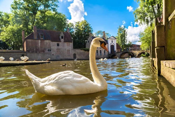 Schwan Einem Kanal Brügge Einem Schönen Sommertag Belgien — Stockfoto