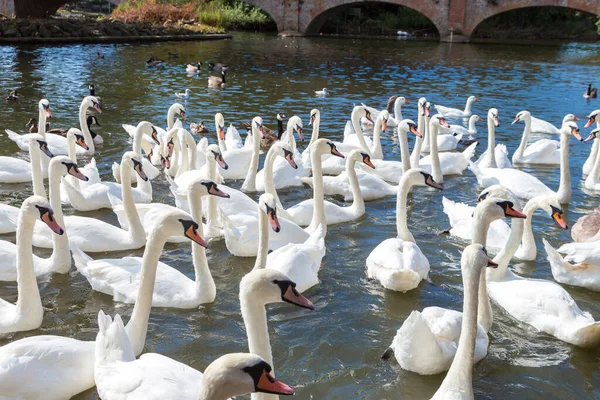 Cisnes Río Stratford Avon Hermoso Día Verano Inglaterra Reino Unido —  Fotos de Stock