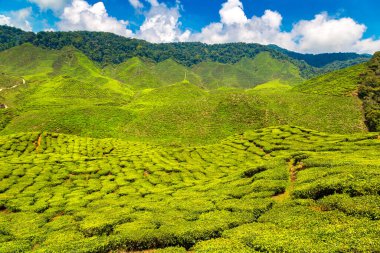 Güneşli bir günde çay tarlalarının panoramik manzarası