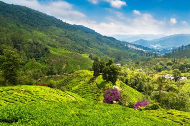 Güneşli bir günde çay tarlalarının panoramik manzarası