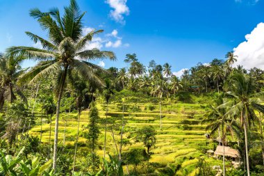 Bali, Endonezya 'da Tegallalang pirinç tarlası güneşli bir günde