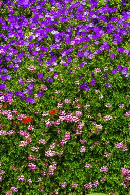 Bir yaz gününde pembe çiçeklerin arka planı