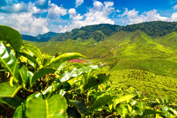 Крупный План Панорамный Вид Чайные Плантации Солнечный День — стоковое фото