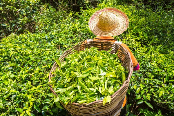 Pracownik Zbierający Liście Herbaty Plantacji Herbaty Cameron Highlands Malezja — Zdjęcie stockowe
