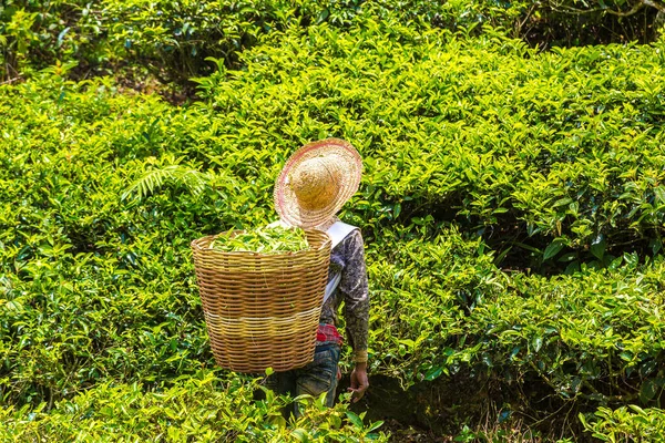 Worker picking tea leaves in tea plantation in Cameron Highlands, Malaysia