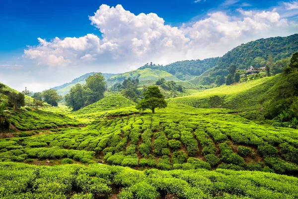Vista Panorâmica Das Plantações Chá Dia Ensolarado — Fotografia de Stock