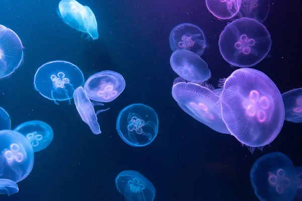 Big Jellyfish Large Aquarium Dubai — Stock Photo, Image