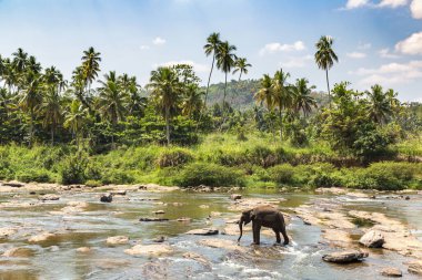 Sri Lanka 'daki nehirde tek bir fil.