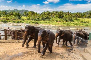 Sri Lanka 'da yaz günü fil sürüsü