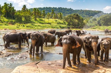 Sri Lanka 'da yaz günü fil sürüsü